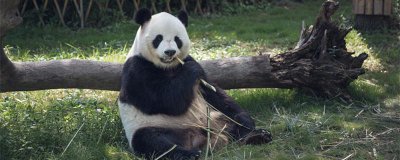 ​大熊猫的习性