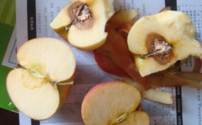 苹果心烂了表面没烂为什么,新陈代谢兴旺(发生适量酒精)