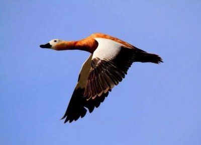 辽阳候鸟——赤麻鸭