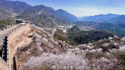 惊艳全网!“花海列车”S2线正美!打卡攻略来啦