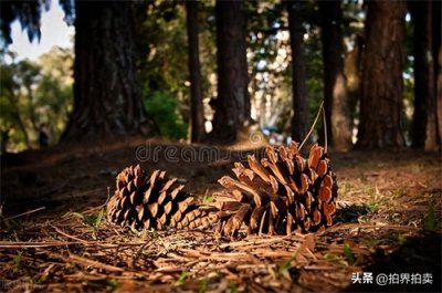 桦甸市红松籽采集八年期 —— 拍卖即将开启