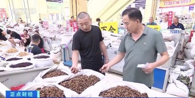 安徽亳州蝉蜕价格飞涨,高规格蝉蜕每公斤近千元!啥情况?