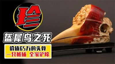 从500一个,到65万难求,盔犀鸟因头骨惨遭灭族?