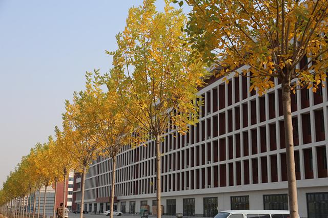 河北科技学院曹妃甸校区地图（深秋的河北科技学院曹妃甸校区美翻啦）(10)