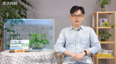 ​鮰鱼是什么鱼