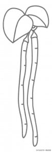 豆角简笔画(豆角简笔画图片大全大图 彩色)