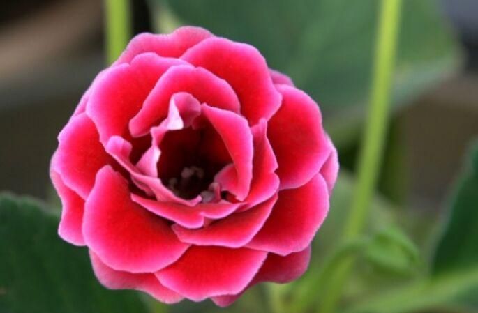 锦上添花打一生肖,锦上添花是什么生肖