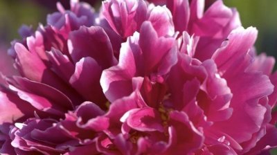 锦上添花打一生肖,锦上添花是什么生肖