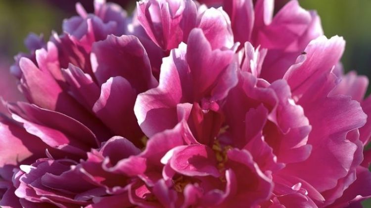 锦上添花打一生肖,锦上添花是什么生肖