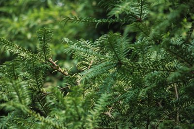 红豆杉怎么施肥