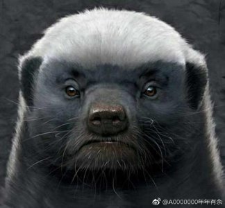 非洲一哥-平头哥的经典语录!