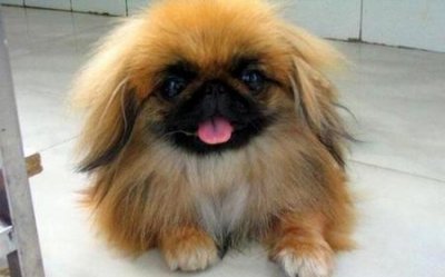 ​遛狗 嘴套(遛狗戴嘴套有规定吗)