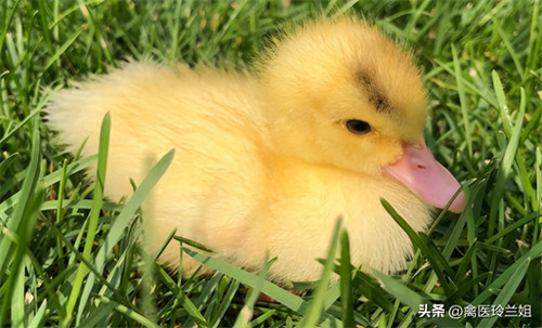 鸭苗1到10天的养殖技术(小鸭苗怎么养)