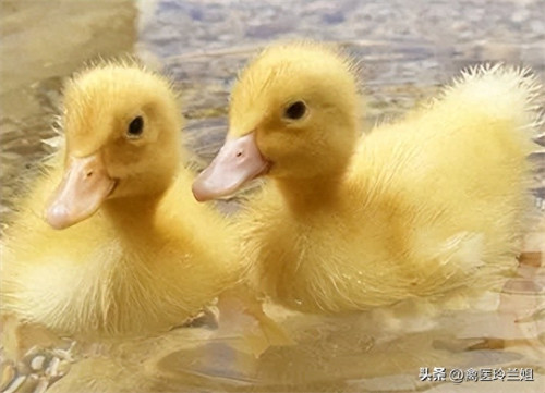 鸭苗1到10天的养殖技术(小鸭苗怎么养)