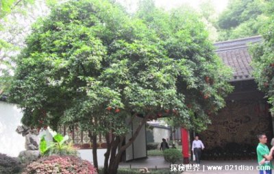 ​桂花树有什么讲究 排名第一最好的镇宅树