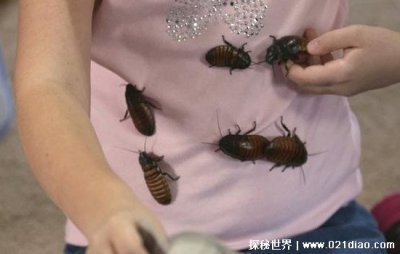 ​蟑螂会咬人吗 蟑螂的我还有哪些