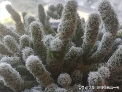 ​银手指怎样养？