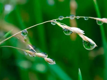 小满是什么季节的节气(小满节气的特点和风俗)