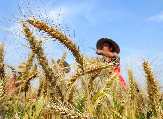 小满是什么季节的节气(小满节气的特点和风俗)