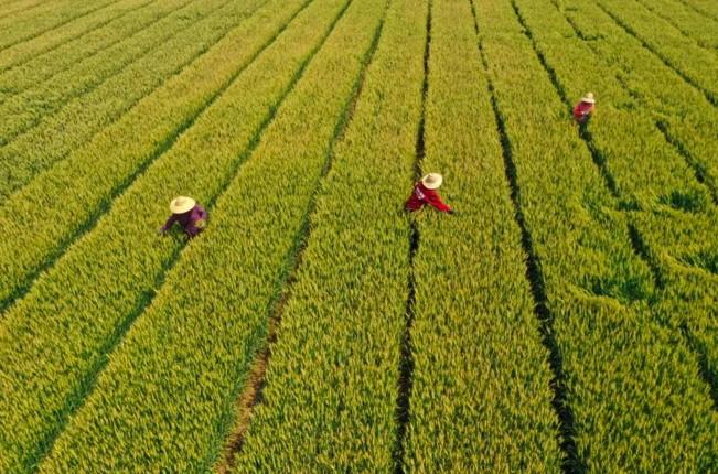 小满是什么季节的节气(小满节气的特点和风俗)