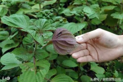 ​紫苏的功效 医生：只可惜你还不了解 紫苏有这六大功效！