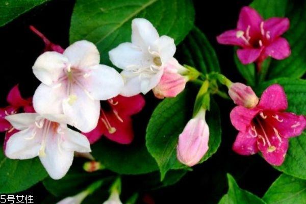 锦带花的花语是什么呢 锦带花种植有什么注意的呢 锦带花的花语是什么呢 锦带花种植有什么注意的呢