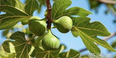 ​无花果保存方法和图片（无花果怎么保存时间长）