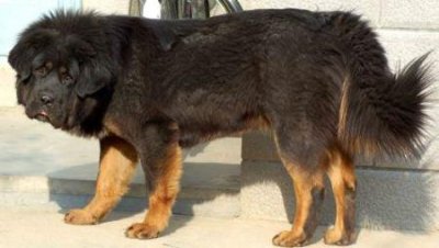 ​罗威纳本来很好被驯服？罗威纳喂养技巧