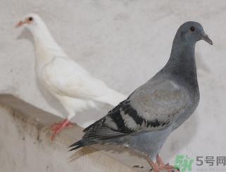 鸽子多少钱一只？鸽子多少钱一斤？