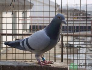 鸽子多少钱一只？鸽子多少钱一斤？