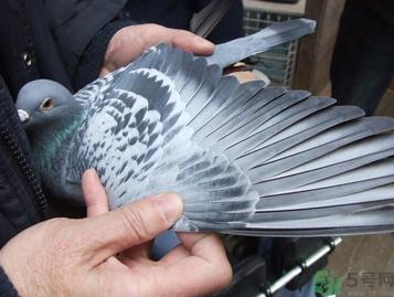 鸽子多少钱一只？鸽子多少钱一斤？