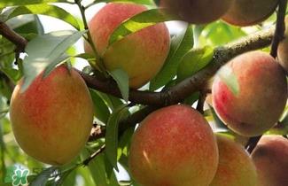 水蜜桃的产地在哪里？水蜜桃热量高吗？