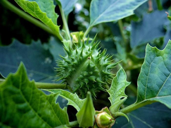 农村这种外来“苹果”，开花很漂亮，果实却有剧毒不能吃