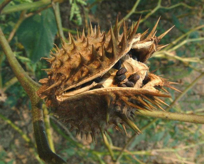 农村这种外来“苹果”，开花很漂亮，果实却有剧毒不能吃