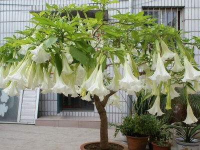 ​农村这种外来“苹果”，开花很漂亮，果实却有剧毒不能吃