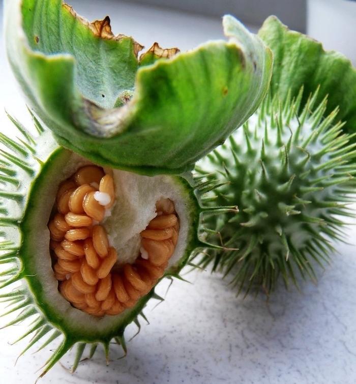 农村这种外来“苹果”，开花很漂亮，果实却有剧毒不能吃