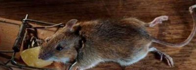 ​老鼠的尾巴长还是短,老鼠的尾巴是长还是短,马的尾巴