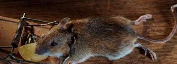 老鼠的尾巴长还是短,老鼠的尾巴是长还是短,马的尾巴图1