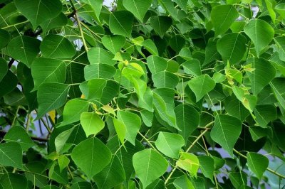 ​大名鼎鼎的乌桕全身是宝，很少人了解它的用途与价值，是毒蛇克星