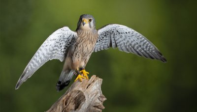 ​认识的客体是指什么