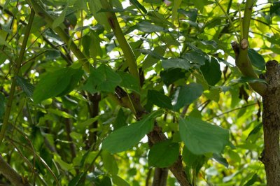 ​红瑞木的功效和作用