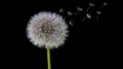 ​蒲公英花能吃吗