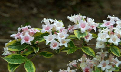 ​锦带花别称 锦带花生长习性