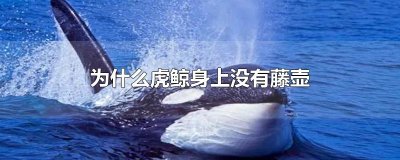 ​为什么虎鲸身上没有藤壶