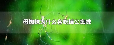 ​母蜘蛛为什么会吃掉公蜘蛛