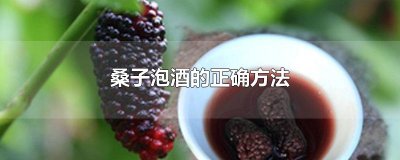 ​桑子泡酒的正确方法