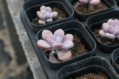 ​桃之卵四季养护方法