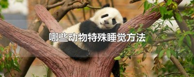 ​动物睡觉的特殊方法有哪些 还有哪些动物有特殊的睡觉方法?