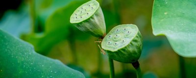 ​莲蓬为什么叫两世欢