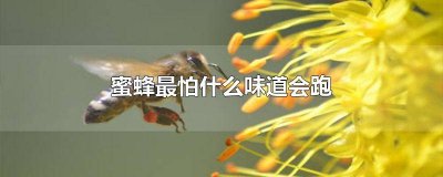 ​蜜蜂喜欢的味道 香味会吸引蜜蜂吗